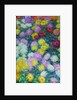 Chrysanthemums, 1897 by Anonymous