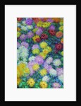 Chrysanthemums, 1897 by Anonymous