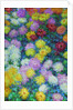 Chrysanthemums, 1897 by Anonymous