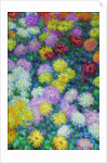 Chrysanthemums, 1897 by Anonymous