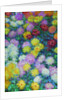 Chrysanthemums, 1897 by Anonymous