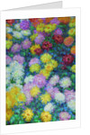 Chrysanthemums, 1897 by Anonymous