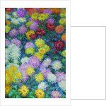 Chrysanthemums, 1897 by Anonymous