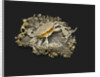 Box in the Shape of the Crab, 1740-1750s by Anonymous