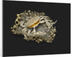 Box in the Shape of the Crab, 1740-1750s by Anonymous