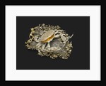 Box in the Shape of the Crab, 1740-1750s by Anonymous