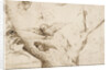 The Owls Nest, ca. 1505-1510 by Anonymous