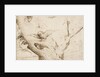 The Owls Nest, ca. 1505-1510 by Anonymous