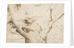 The Owls Nest, ca. 1505-1510 by Anonymous