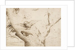 The Owls Nest, ca. 1505-1510 by Anonymous