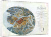 Map of Petersburg, 1777 by Anonymous