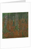 Birch Forest, 1903 by Anonymous