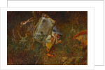 Gnome carrying a weather frog by Anonymous