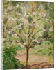 Blooming apple tree, 1924 by Anonymous