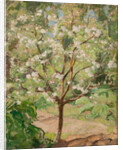 Blooming apple tree, 1924 by Anonymous