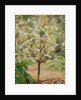Blooming apple tree, 1924 by Anonymous