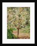Blooming apple tree, 1924 by Anonymous