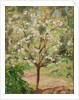Blooming apple tree, 1924 by Anonymous