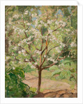 Blooming apple tree, 1924 by Anonymous