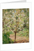 Blooming apple tree, 1924 by Anonymous