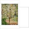 Blooming apple tree, 1924 by Anonymous