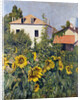 Sunflowers, Garden at Petit Gennevilliers, ca 1885 by Anonymous