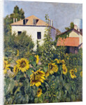 Sunflowers, Garden at Petit Gennevilliers, ca 1885 by Anonymous