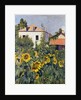 Sunflowers, Garden at Petit Gennevilliers, ca 1885 by Anonymous