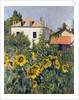 Sunflowers, Garden at Petit Gennevilliers, ca 1885 by Anonymous