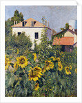 Sunflowers, Garden at Petit Gennevilliers, ca 1885 by Anonymous