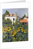 Sunflowers, Garden at Petit Gennevilliers, ca 1885 by Anonymous