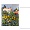 Sunflowers, Garden at Petit Gennevilliers, ca 1885 by Anonymous