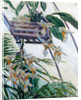 Orchids, 1893 by Anonymous