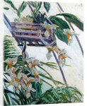 Orchids, 1893 by Anonymous