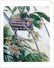 Orchids, 1893 by Anonymous