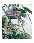 Orchids, 1893 by Anonymous