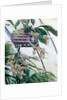 Orchids, 1893 by Anonymous