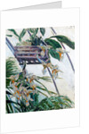 Orchids, 1893 by Anonymous