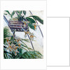 Orchids, 1893 by Anonymous