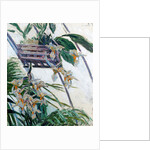 Orchids, 1893 by Anonymous