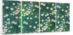Daisies (Bed of Daisies), c. 1892-1893 by Anonymous