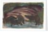 Wild Boars in the Water, 1910-1911 by Anonymous