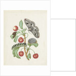 Transformation of the Night Peacock Eye, 1679 by Anonymous