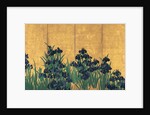 Irises, 18th century by Anonymous