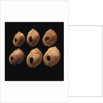 Perforated shell beads from Blombos Cave, South Africa. The oldest artifact of mankind, 70th millenn by Anonymous