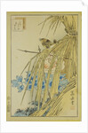 Winter Wren and WInter Peony, from the series Forty-eight Hawks Drawn from Life, 1859 by Anonymous