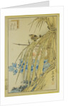 Winter Wren and WInter Peony, from the series Forty-eight Hawks Drawn from Life, 1859 by Anonymous