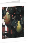 Pears, 1920 by Anonymous