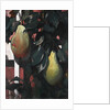 Pears, 1920 by Anonymous
