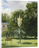 Yucca Gloriosa in the Park at Neuilly, 1845 by Anonymous